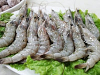 南美虾
